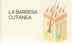 Barrera Cutánea - Aveno Argentina
