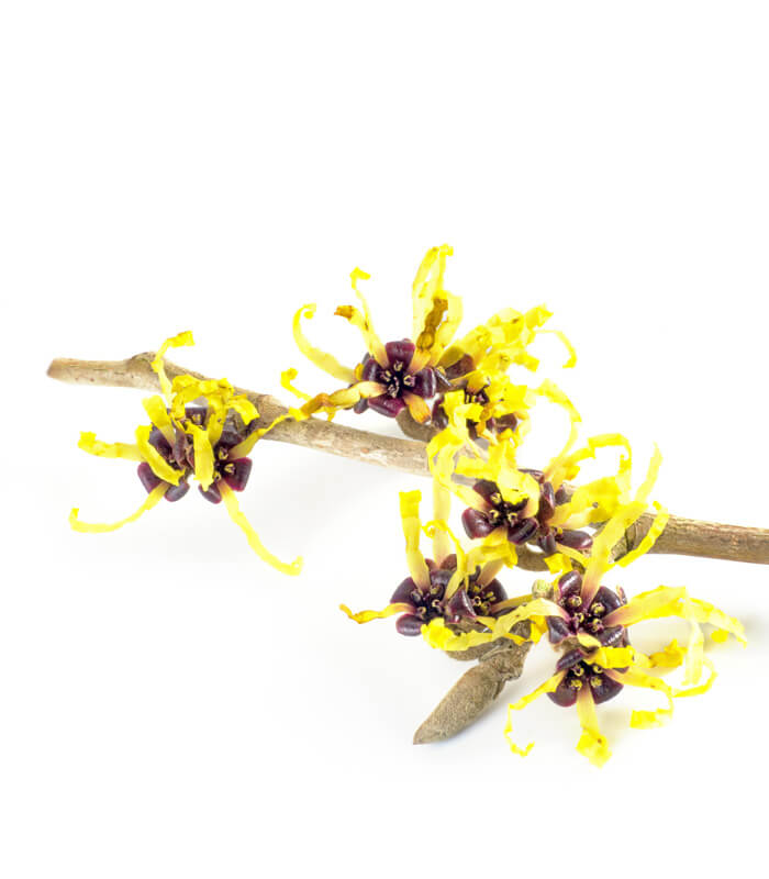 Hamamelis