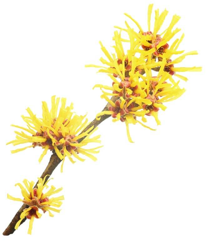 Hamamelis