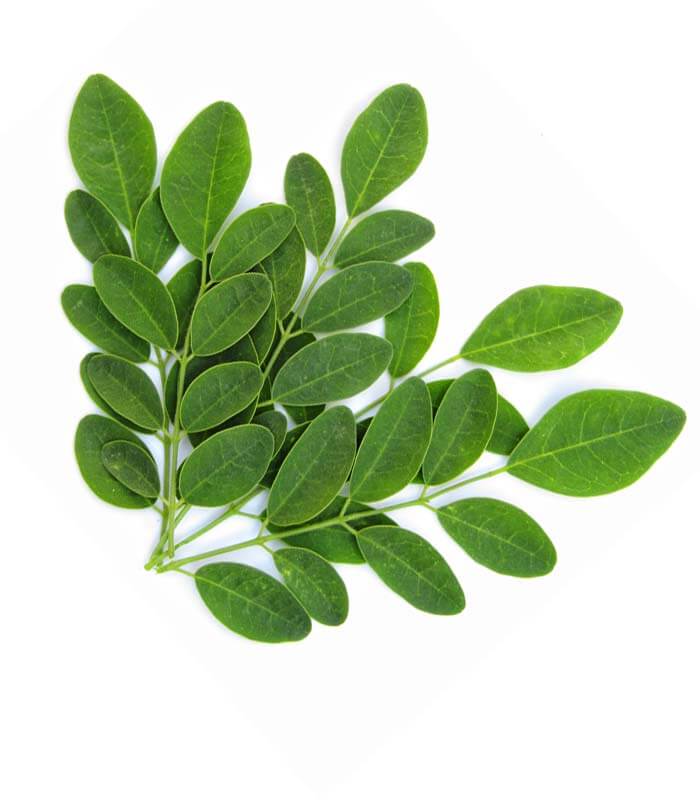 Moringa