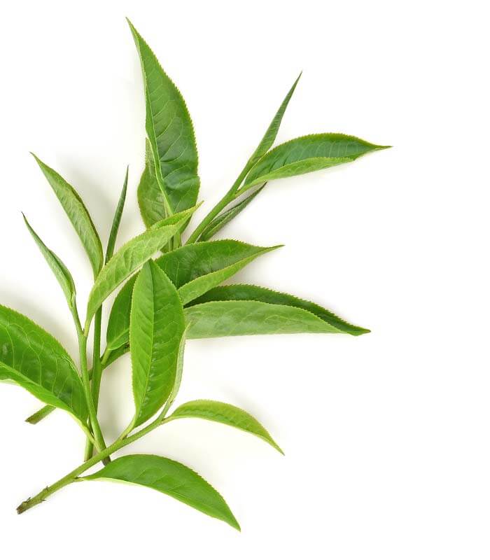 Tea tree