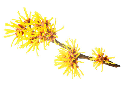 Hamamelis