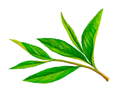 Aceite de tea tree